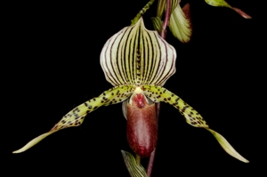 Paphiopedilum Wiertzianum Piedmont HCC/AOS 75 pts.